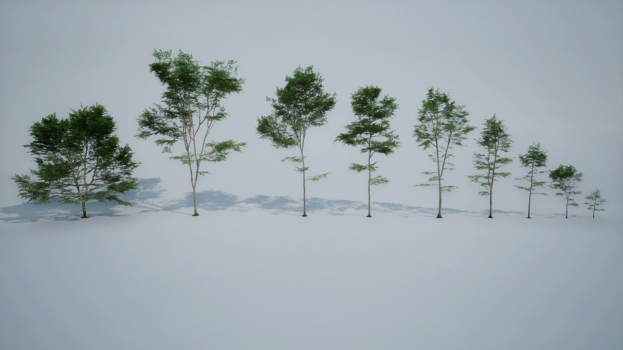 European Beech 封面